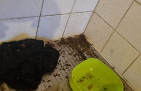 Remise en etat d'appartement à Gray